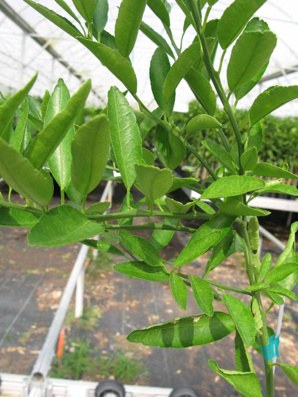            Leaves (Phillip Rucks Citrus Nursery, Frostproof, FL)   